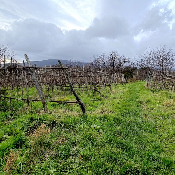 Terre in Rete